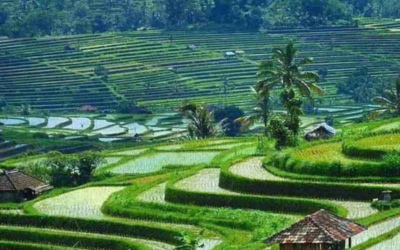 jatiluwih rice terrace